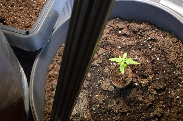BioBandit's FastBuds Lemonpaya run. Week 1 - Lemonpaya vielleicht bist du ja mein neuer Favorit...