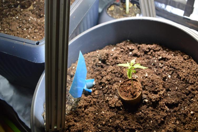 BioBandit's FastBuds Lemonpaya run. Week 1 - Jetzt geht es los. Lass wachsen das Vieh. 