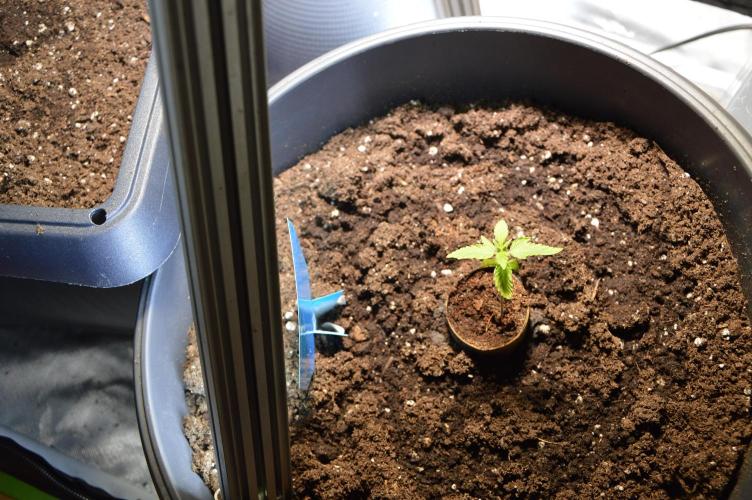BioBandit's FastBuds Lemonpaya run. Week 1 - LST UND HST kann noch warten. Die kleine muss erstmal richtig ins Wachstum komm