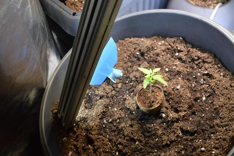 BioBandit's FastBuds Lemonpaya run. Week 1 - PH MESSGERÄT war defekt. Neues kalibriert und Konntrolllösung aufbewahrt... 