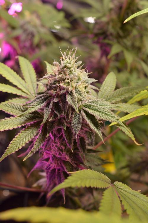 BioBandit's Passion. Week 7