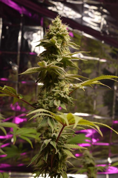 BioBandit's Passion. Week 7