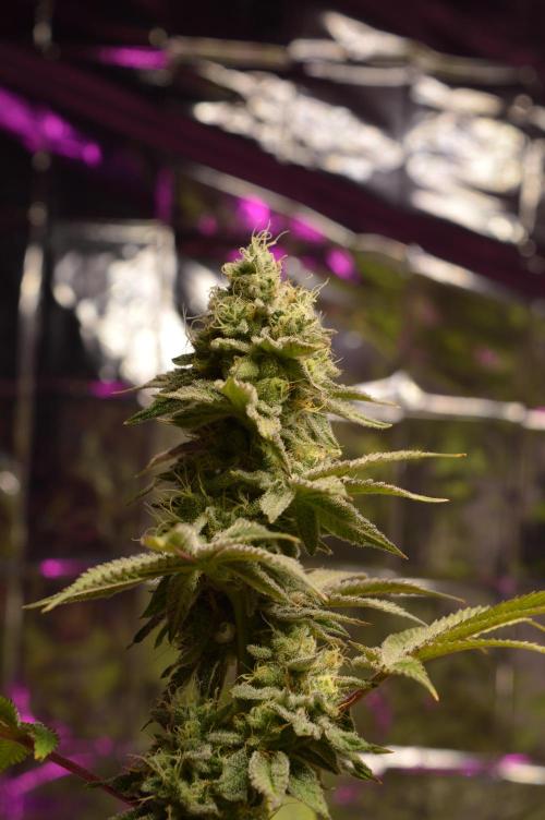 BioBandit's Passion. Week 7