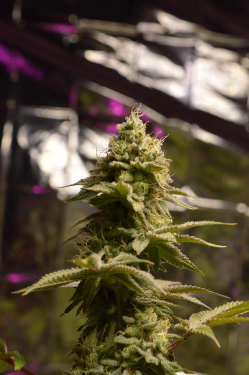 BioBandit's Passion. Week 7