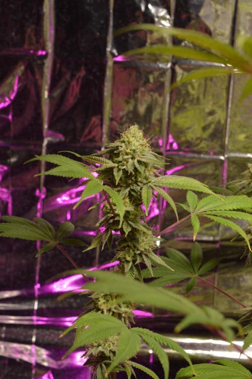 BioBandit's Passion. Week 7