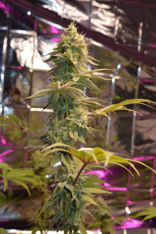 BioBandit's Passion. Week 7