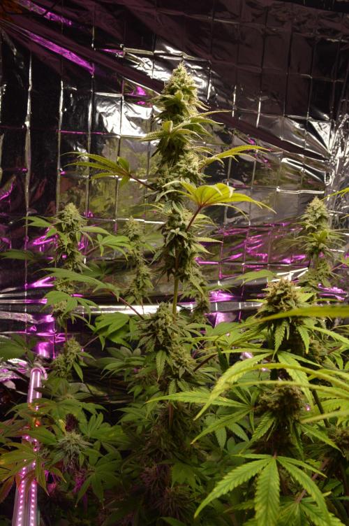 BioBandit's Passion. Week 7