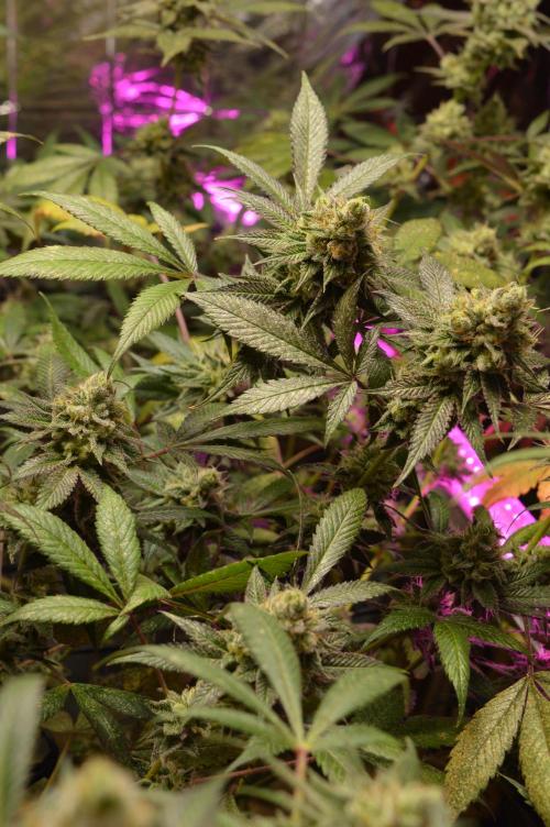 BioBandit's Passion. Week 7