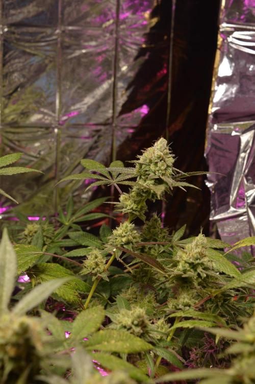 BioBandit's Passion. Week 7