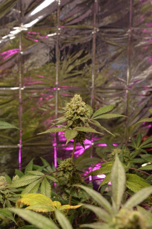 BioBandit's Passion. Week 7