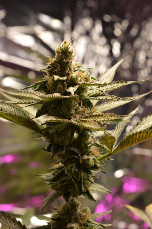 BioBandit's Passion. Week 7