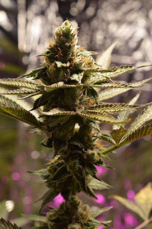 BioBandit's Passion. Week 7