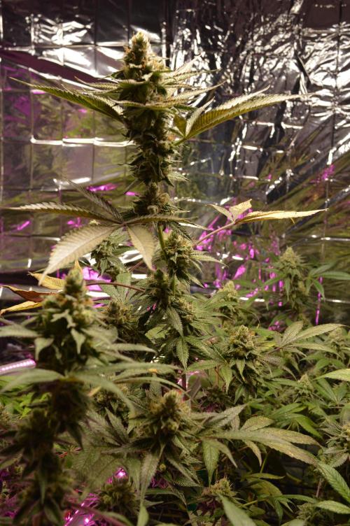 BioBandit's Passion. Week 7