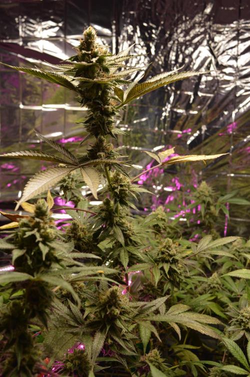BioBandit's Passion. Week 7
