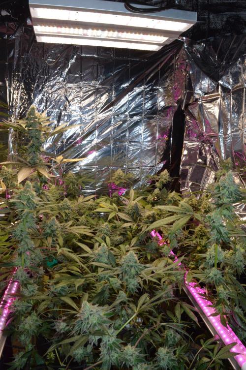 BioBandit's Passion. Week 7