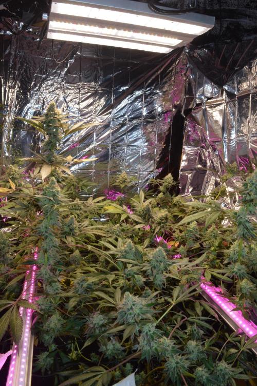 BioBandit's Passion. Week 7