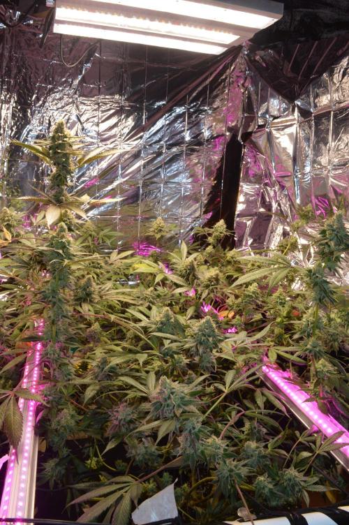 BioBandit's Passion. Week 7