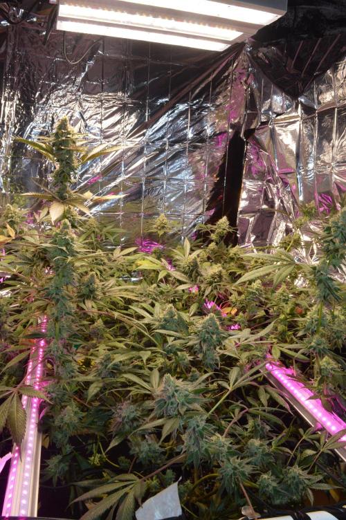 BioBandit's Passion. Week 7