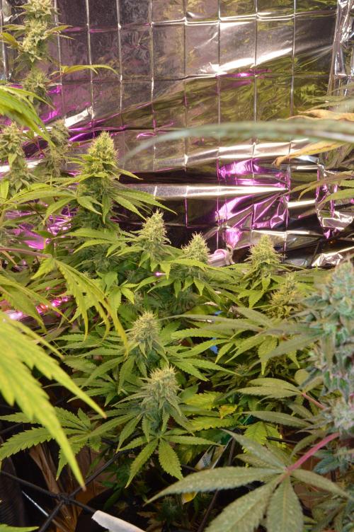 BioBandit's Passion. Week 7