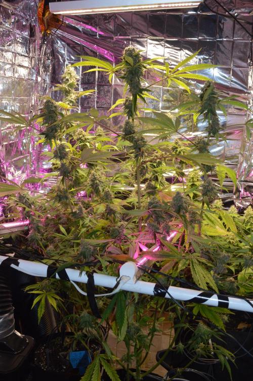 BioBandit's Passion. Week 7