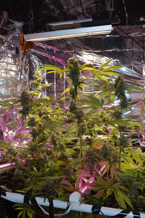 BioBandit's Passion. Week 7
