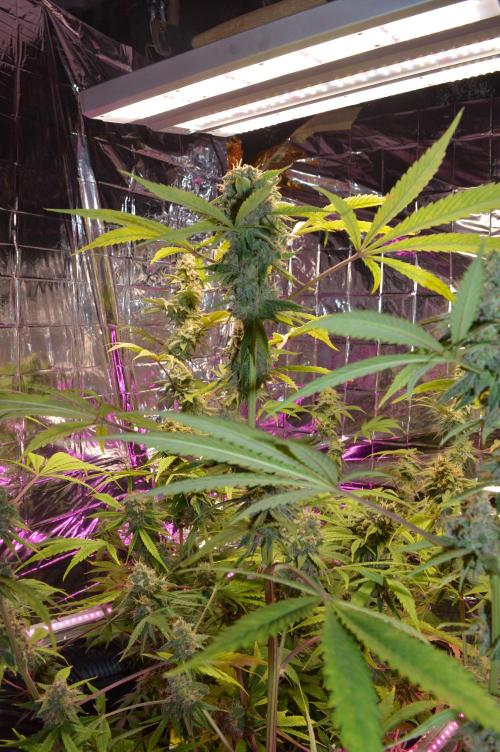 BioBandit's Passion. Week 7
