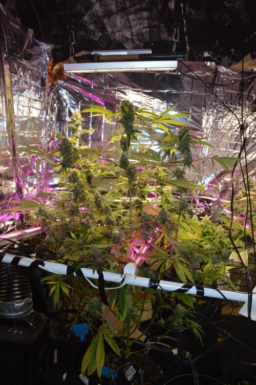 BioBandit's Passion. Week 7