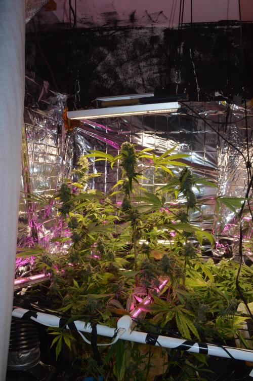 BioBandit's Passion. Week 7