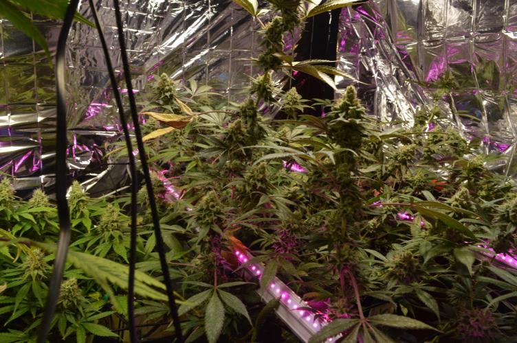 BioBandit's Passion. Week 7