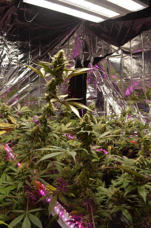 BioBandit's Passion. Week 7