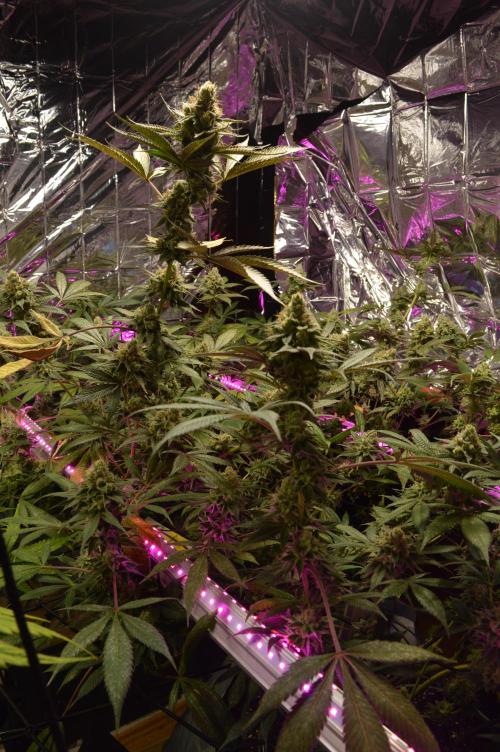 BioBandit's Passion. Week 7