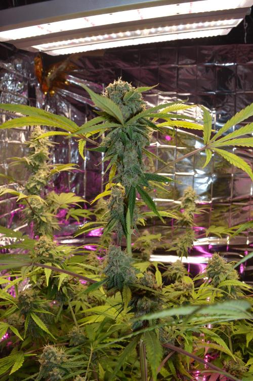 BioBandit's Passion. Week 7