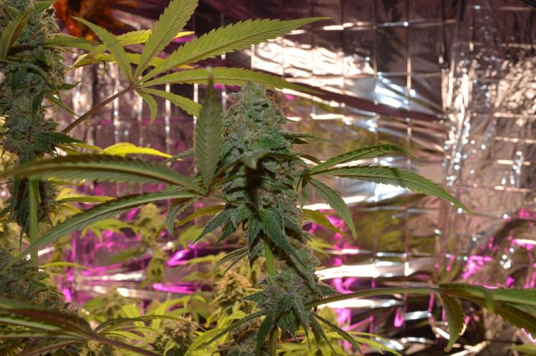 BioBandit's Passion. Week 7