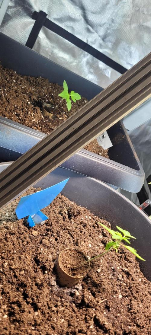BioBandit's FastBuds Lemonpaya run. Week 2
