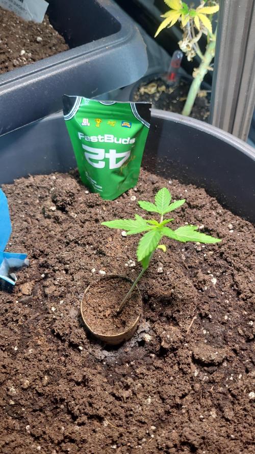 BioBandit's FastBuds Lemonpaya run. Week 2