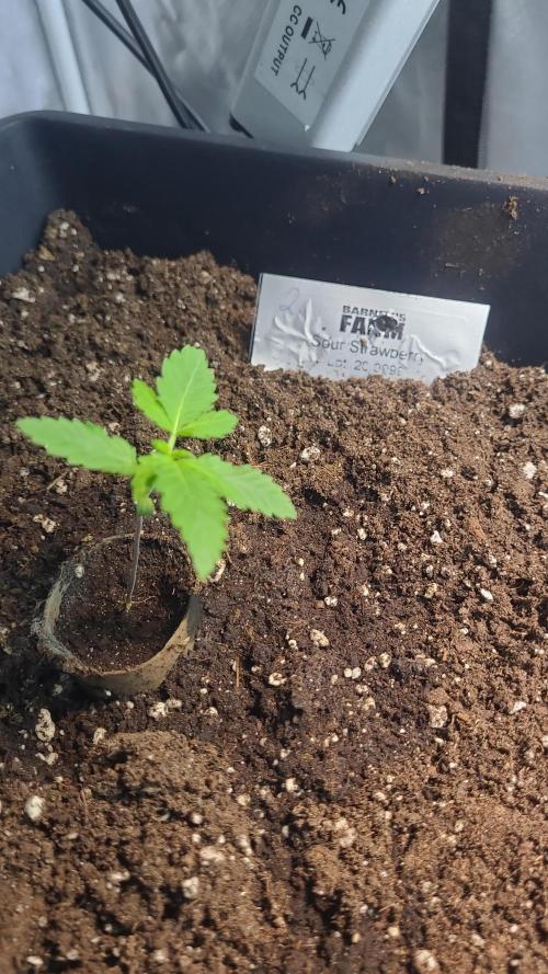 BioBandit's FastBuds Lemonpaya run. Week 2
