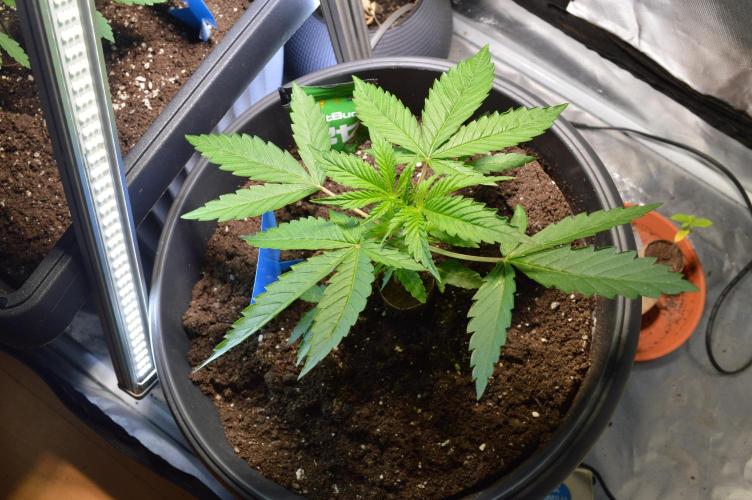 BioBandit's FastBuds Lemonpaya run. Week 2
