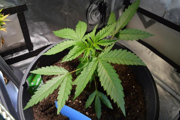 BioBandit's FastBuds Lemonpaya run. Week 2