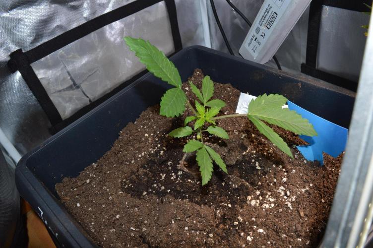 BioBandit's FastBuds Lemonpaya run. Week 2