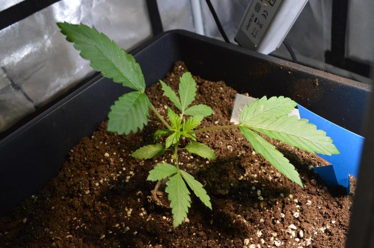 BioBandit's FastBuds Lemonpaya run. Week 2