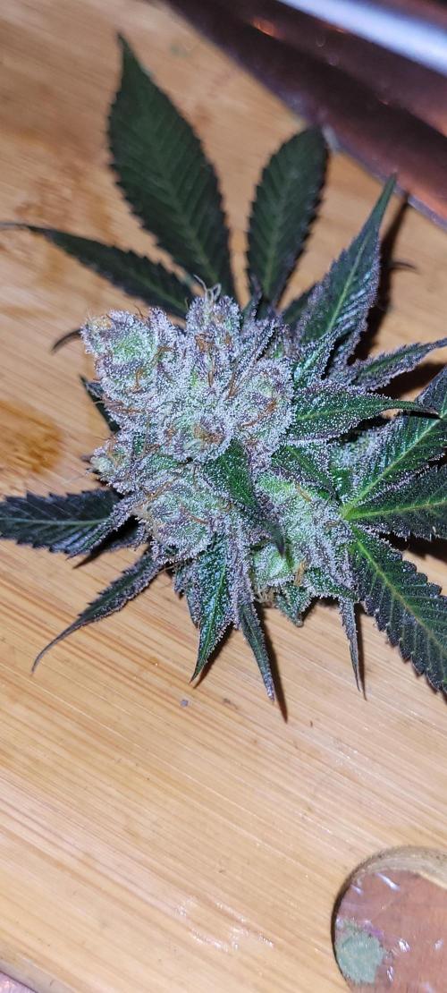 BioBandit's Passion. Week 8