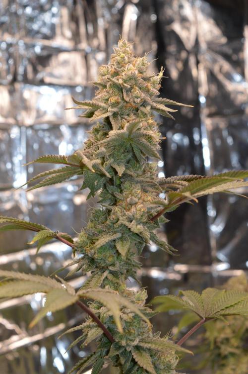 BioBandit's Passion. Week 8