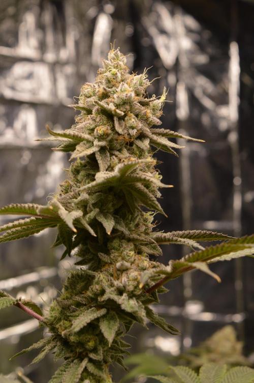 BioBandit's Passion. Week 8