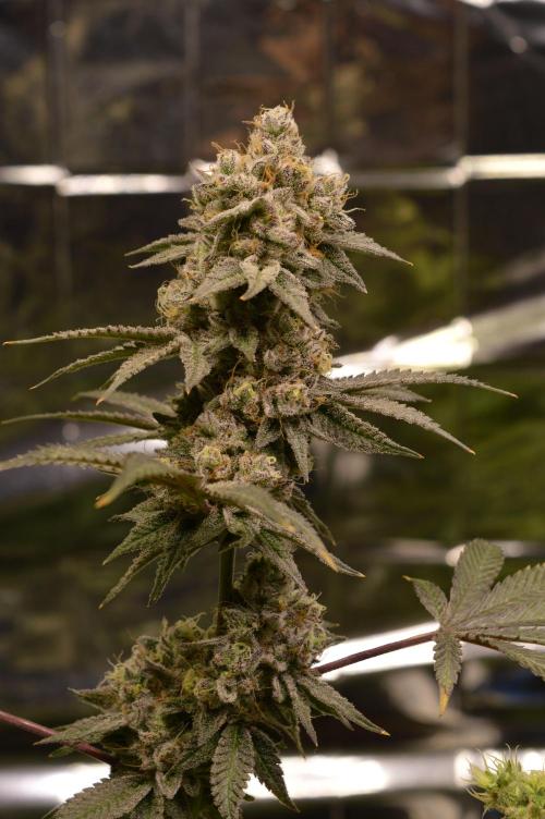 BioBandit's Passion. Week 8