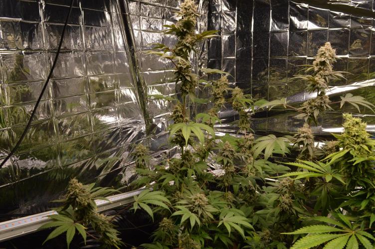 BioBandit's Passion. Week 8
