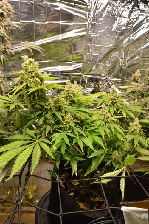 BioBandit's Passion. Week 8