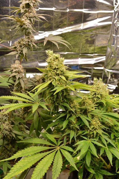 BioBandit's Passion. Week 8