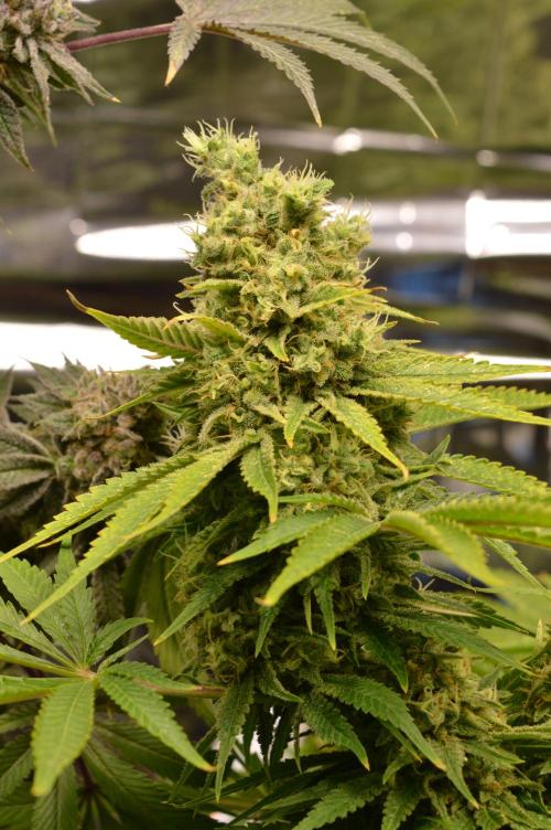 BioBandit's Passion. Week 8