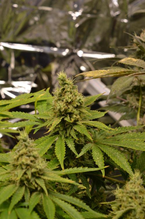 BioBandit's Passion. Week 8