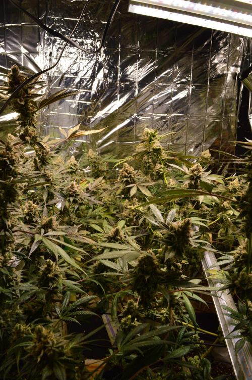 BioBandit's Passion. Week 8
